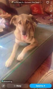 Lost dog "Chiku" in Sada patti jaito