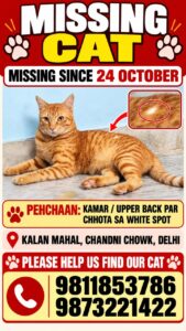Lost dog "Rambo" in Delhi