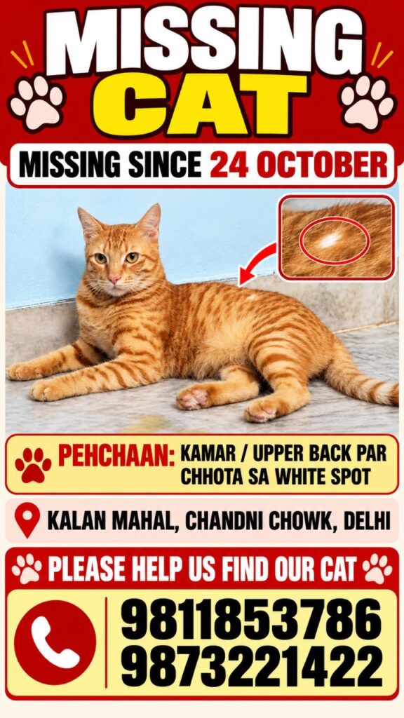 Lost dog "Rambo" in Delhi