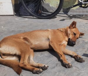 Lost dog "Ramu" in Mathikere