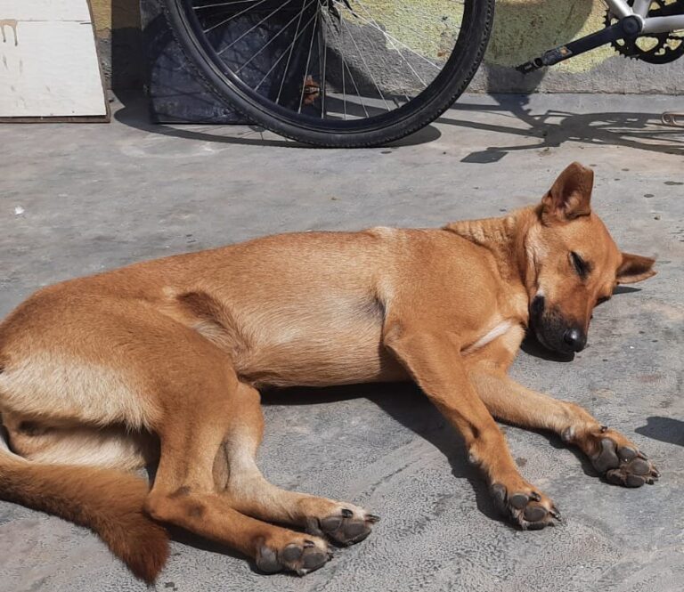 Lost dog "Ramu" in Mathikere