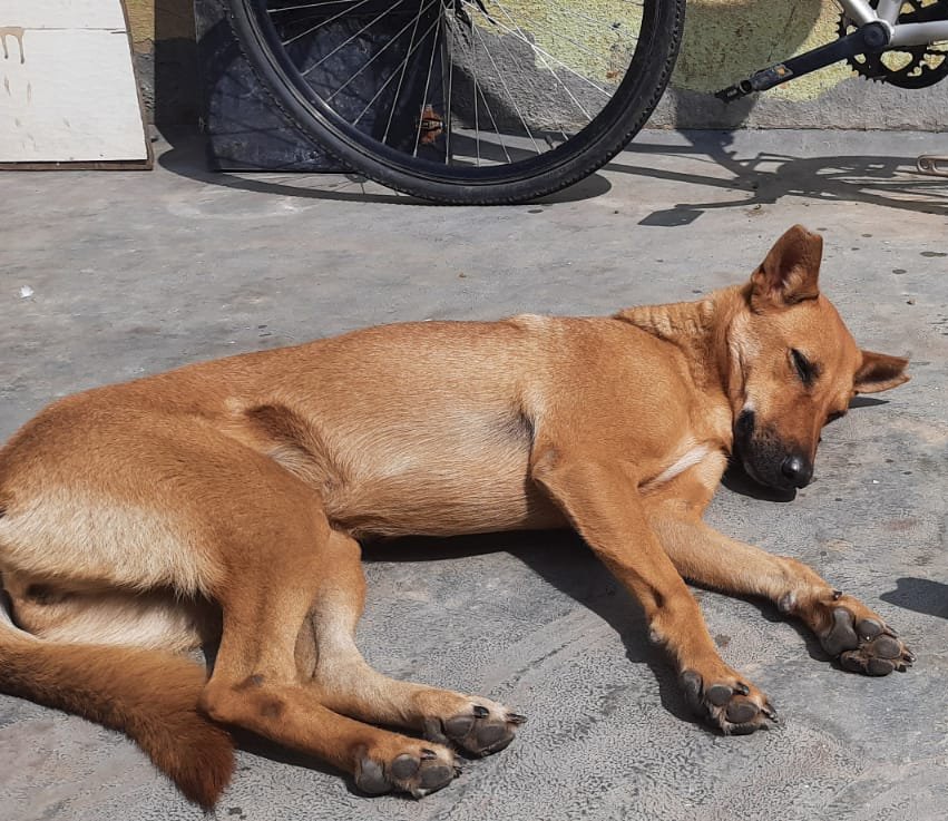 Lost dog "Ramu" in Mathikere