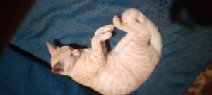 Lost cat "Choto" in Sree Madurai
